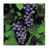 homeagro - Black Grape Fruit ( 20 Seeds )