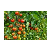 homeagro - Tomato Vegetable ( 100 Seeds )