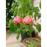 Lantern Hibiscus Plant For Gardening