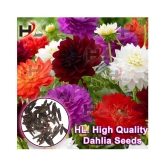 HL. Dahlia Hybrids Mixed Color - Dahlia Flower Seeds