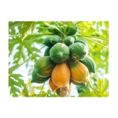 homeagro - Papaya Fruit ( 50 Seeds )