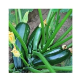 High Yielding F1 Hybrid Green Long Squash ( Zucchini ) Seeds 10