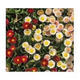 daisy mix flower 100 seeds pack with free cocopeat snd user manual