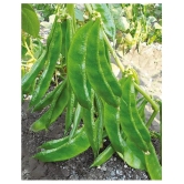 Dolichos Improved Sem Phali, Lima Beans - Vegetable 30 Seeds