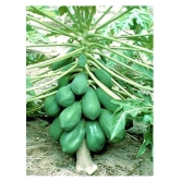 Flare Seeds Papaya Tree Open Polinated Selected Variety High Yeilding Gaint Plant Seeds For All Seasons Bonsai Suitable Fruit Seeds Garden Pack