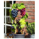 OhhSome Seeds Of Fruits Black Grape Seeds Fruit Plant Seeds For Home Garden Kitchen Garden Bonsai Suitable Fruit Seeds Pack