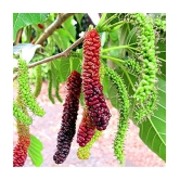 CLASSIC GREEN EARTH - Mulberry Fruit ( 200 Seeds )