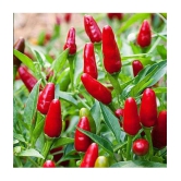 Hybrid F1 Green Chilli Seeds-50 seeds