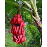 Sweet Red Banana Fruit Plant