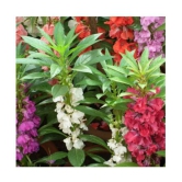 homeagro - Balsam Mixed Flower ( 20 Seeds )