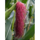 Hybrid Red Corn (maize) Traditional seed ( pack of 50 seeds)