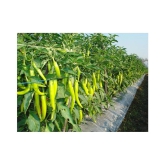 Green Hot Chilli Seed 100 Seed Pack + Instruction Manual + free seeds