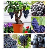 homeagro - Black Grape Fruit ( 20 Seeds )