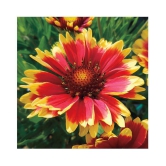 Glardia summer flower seeds for home garden good for summer season