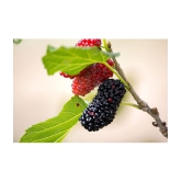 Long Mulberry Fruit Seeds-Red-50 seeds