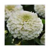 F1 Elegans  Zinnia White Flower Seeds