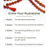 Rudraksha Pooja Mala