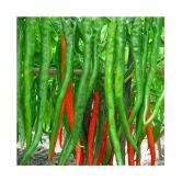 OhhSome Vegetable Seeds Hybrid Green Chilli Vegetable Seeds