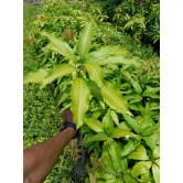 Dasheri Mango Fruit  Plant (Grafted)