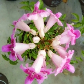 Tecoma Pink Vine Flower  Plant