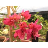 Peacock red bougainvillea flowers plant