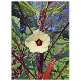 Red Okra Bhindi (Ladys Finger) pack of 15 seeds