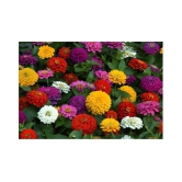 Zinnia mix color flower 50 seeds good for home gardening