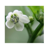 hybrid Green Chilli Seeds | Pack of 50 seeds + cocopeat soil free