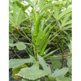 Recron Seeds - Bhindi Vegetable ( 50 Seeds )