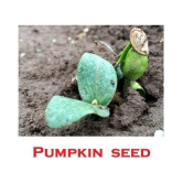 Organic Pumpkin Seeds ( 40 Seeds)