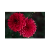 Chrysanthemum Kitchen Garden Seeds - Garden Flower 50 Seeds Pack with cocopeat 100gm