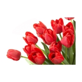 Nema Red Tulip Seeds - 10 Pcs