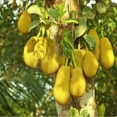 Thai All Time Jack Fruit Plant