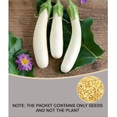 White Long Brinjal (Bengan) Eggplant Hybrid - 50 Seeds