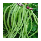 lobiya ke beej Organic Cowpea Seeds pack of 50