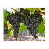 homeagro - Black Grape Fruit ( 20 Seeds )