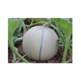 muskmelon plant seeds