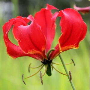 gloriosa-superba-bulbs-5