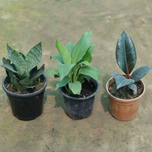 Set of 3 - Snake Plant, Peace Lily & Rubber Plant in 3 Inch Plastic Pot