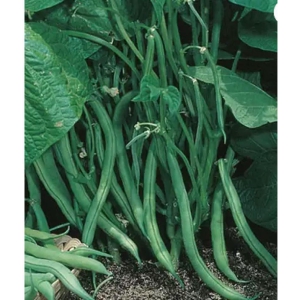 CLASSIC GREEN EARTH - French Beans Vegetable ( 60 Seeds )