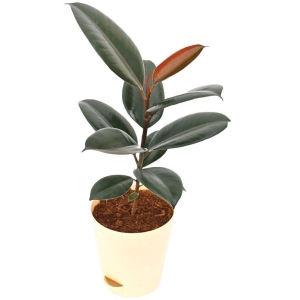 UGAOO Rubber Natural Live Indoor Plant - Medium