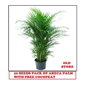 ARECA PALM PLANT 20 SEEDS PACK FOR HOME GARDENING USE INDOOR OUTDOOR WITH FREE COCO PEAT COMBO PACK  WITH USER MANUAL