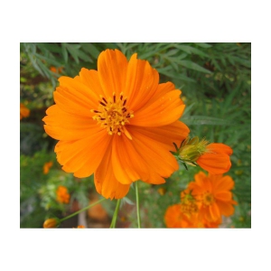 homeagro - Cosmos Mixed Flower ( 20 Seeds )