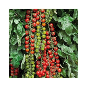 Recron Seeds Red Cherry Tomato Vegetable Seeds Pack Of 50 Seeds