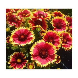 CLASSIC GREEN EARTH - Gaillardia Mixed Flower ( 35 Seeds )