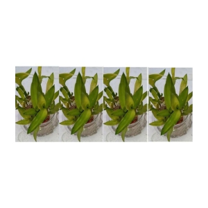 Green plant indoor - Green Wild Artificial Flowers With Pot ( Pack of 4 )