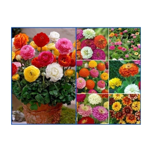 homeagro - Combo of Ranunculus Asiaticus Flower ( 50 Seeds ) and Zinnia Flower ( 25 Seeds )