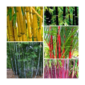 homeagro - Bamboo Plant ( 20 Seeds )