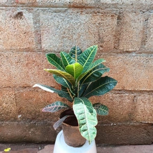 Croton Petra in 6 Inch Plastic Pot