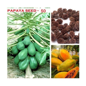 Papaya, Papita Honey Dew Fruit | Pack of 50 Seeds + Instruction Manual